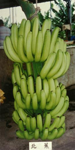 Pei Chiao giant Cavendish banana