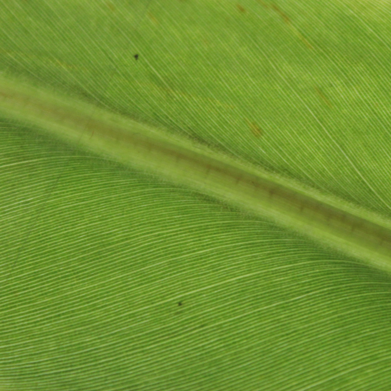 Stage 1 appears as yellowish specks that are less than 1 mm visible only on the underside of the leaf. This stage precedes stage 1 of Meredith and Lawrence of rusty-brown specks less than 0.25 mm in diameter on the underside of the leaf.