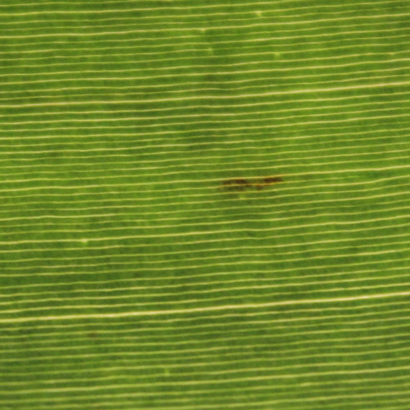 Stage 2 appears as red or brown streaks on the underside of the leaf, and later on on the upper side of the leaf. The colour of the streak will change progressively to black on the upper side of the leaf.