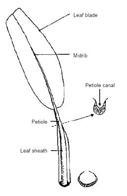 Illustration of leaf descriptor