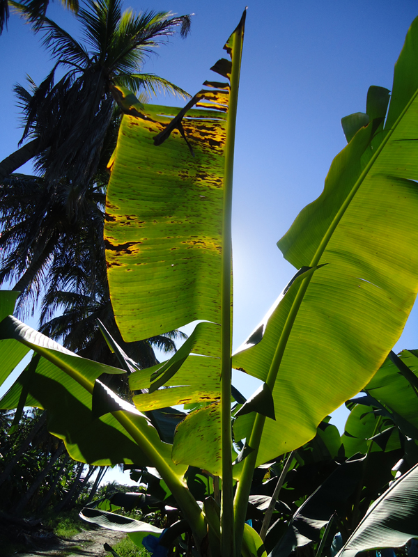 Apparition de nouvelles nécroses après la coupe chirurgicale de la pointe et du limbe droit. La feuille entière devra être coupée au prochain passage.