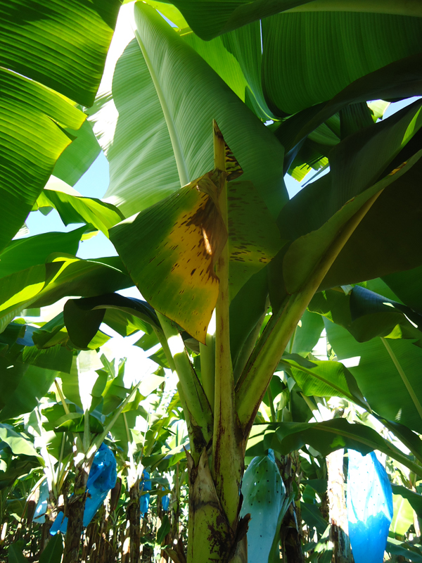 Coupe chirurgicale mal réalisée; la partie affectée étant resté attachée à la feuille. S'assurer que les outils sont bien aiguisés et la coupe bien faite.