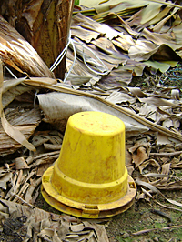 Different types of pheromone traps used in field; traps used in