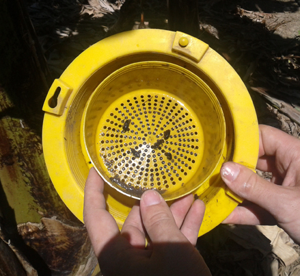 Container of a pitfall trap (photo by N. Fegeant, UGPBAN)