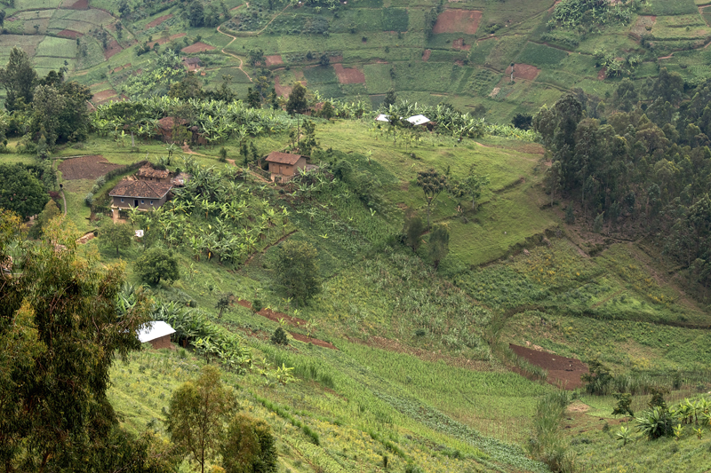 In the Great Lakes region of East Africa, bananas are an important crop for smallholder farmers, especially beer and cooking bananas. The most common cultivars belong to a group of locally domesticated bananas that are well adapted to altitude and aptly named East African highland bananas. Another African staple, Plantains, are mostly grown in the lowlands.