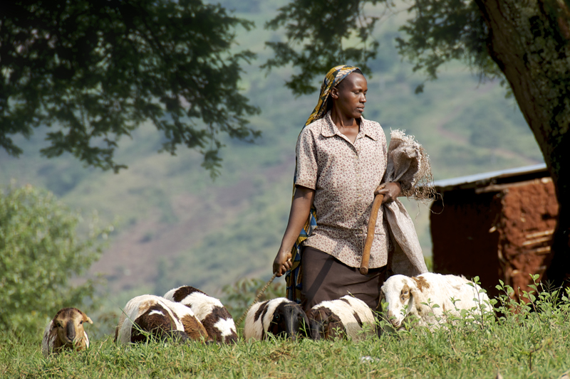 Rwanda has one of the lowest per capita consumption of milk among developing countries. However, this is changing as more and more livestock is imported. Farmers also have a readily available food for their goats in the form of banana leaves. 