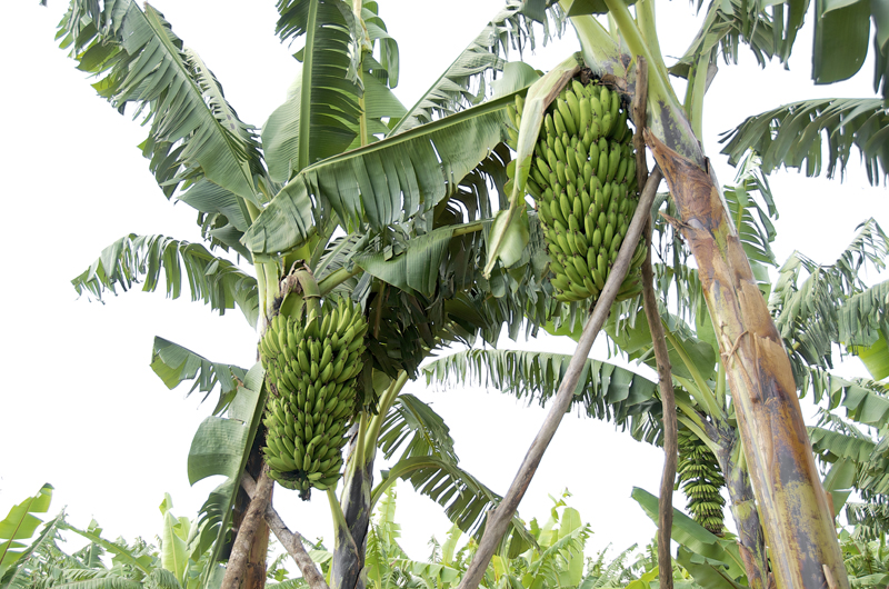 In Kiramuruzi, Rwanda, the film crew met a farmer who grows only one type of East African highland banana, ‘Mpologoma’.” He likes the large bunches and the plant’s relatively short stature, which makes it less susceptible to wind. But while ‘Mpologoma’ is also a favourite of many farmers, it is, like most bananas, susceptible to various pests and diseases.