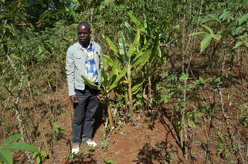 Two diseases are especially dreaded for their severity and the fact that so far no resistant cultivars have been found for either of them. One of the diseases is bunchy top. Caused by a virus, it dramatically stunts the plant. 