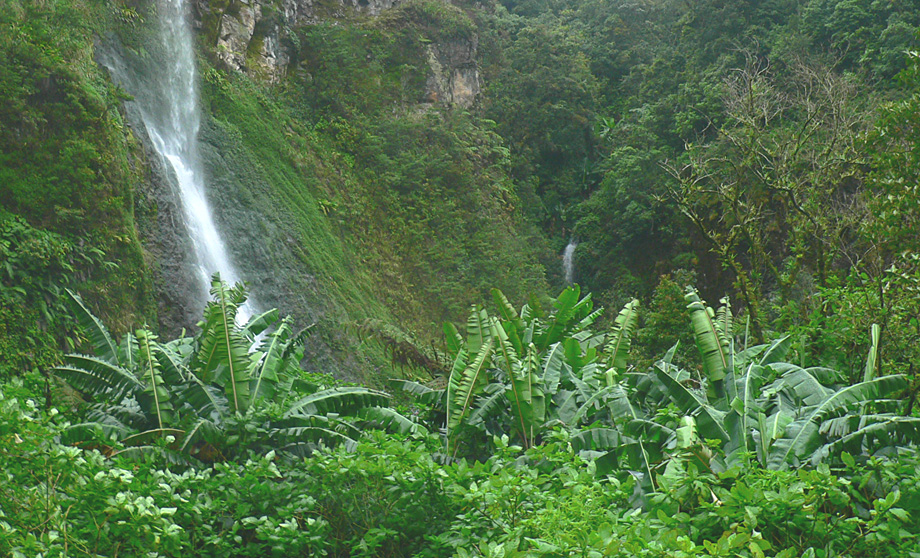 Respondents praised the service provided by the ITC, mainly the safety and reliability of the distributed materials, and the size of the collection. However, several respondents expressed the concern that the collection does not yet comprehensively represent the diversity of bananas and should be expanded in a strategic way, especially with regards to wild Musa species. (Photo Anne Vézina)