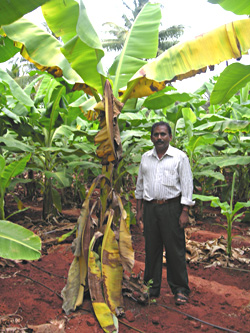 R. Thangavelu, NRCB