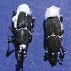 Weevils parasitized by an entomophagic fungus (photo by N. Fegeant, UGPBAN)