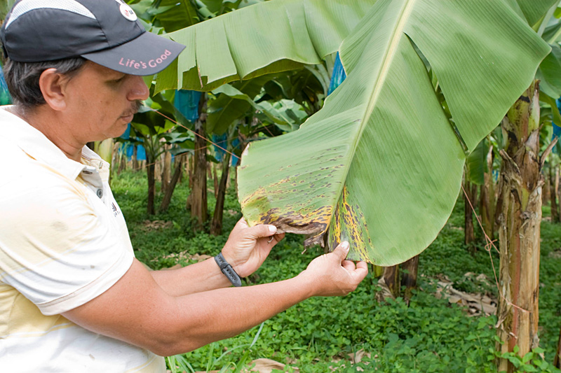 Being located in the humid tropics, the banana farm still needs to use fungicides to control black leaf streak disease. For three weeks a month the bananas are sprayed once or twice a week. On the fourth week, they are sprayed with a proprietary blend of bacteria and yeast, a practice that has led to a 25% reduction in fungicides. The hired crop dusters use GPS devices to ensure the fungicides hit only their target. No one is allowed in the field during spraying and for two hours afterward. (Photo by Angie Johnson)