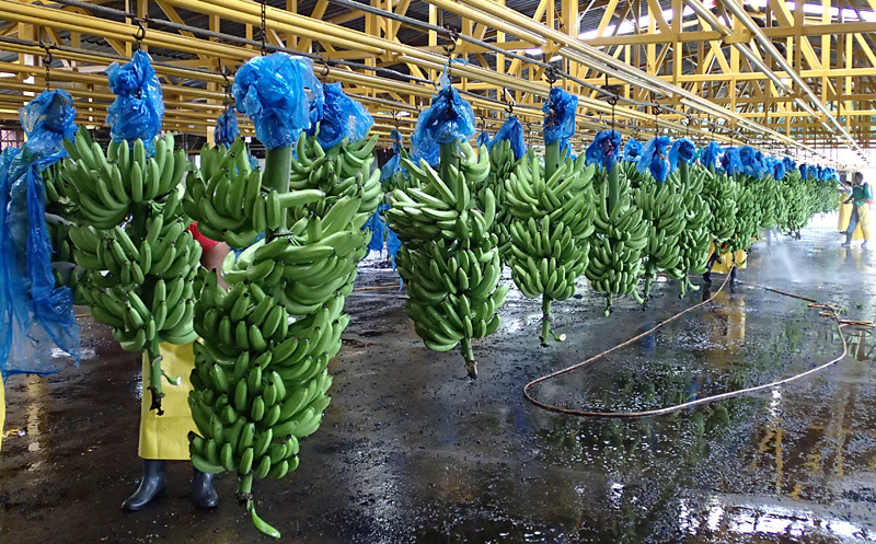 At the packing plant, which is also operated by the university, the bunch covers are removed and sent for recycling to make the corner supports securing the pallets on which the boxes of bananas are stacked. The bunches are pressure washed and the flower relicts manually removed. (Photo by Anne Vézina)