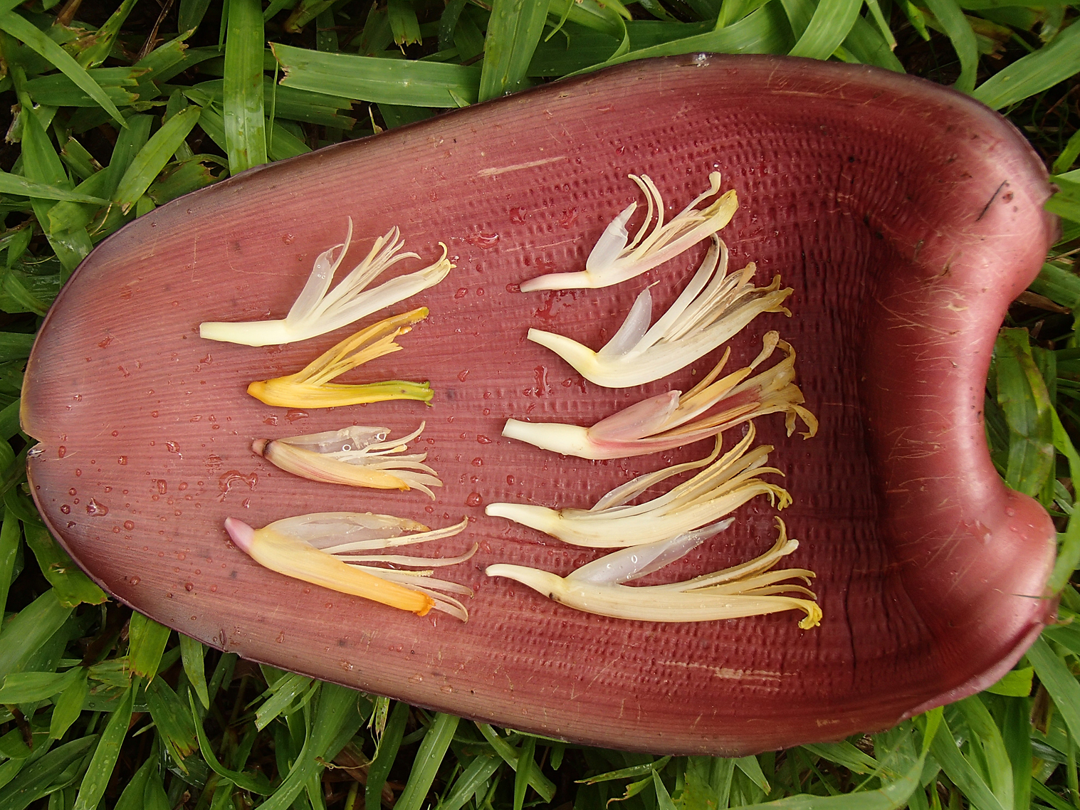 Male flowers ready for characterization.