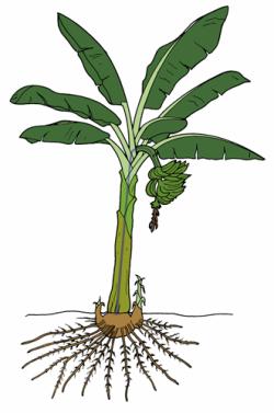 Drawing of a banana mat showing the 'true' stem (shown in blue) inside the pseudostem. The clump formed by the fruit-bearing stem, the suckers and the rhizome is called a mat. In commercial plantations the number of suckers is kept down by pruning. 