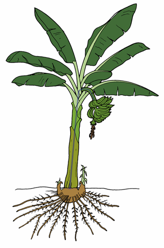 banana tree flower drawing