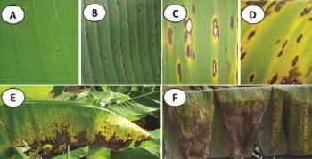 Sigatoka Leaf Spot Symptoms