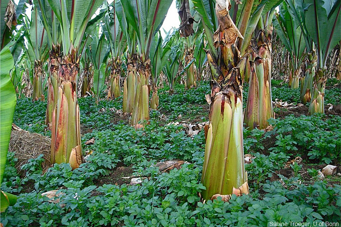 Cultivated enset plants tend to have erect or slightly drooping leaves that funnel rainwater down into the plant's pseudostem. Because the plant can be harvested throughout the year, it provides food when other crops fail. It has been dubbed the “tree against hunger”. (Photo by Sabine Troeger)