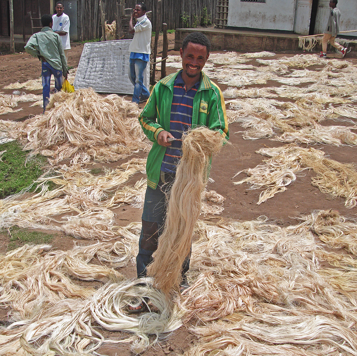 The fibre extracted from the pseudostem after its starch has been harvested is used for making ropes, mats and sacks. Most fibre is used at the farm level but some is also collected at village level and then sent to a coffee bag factory in the capital Addis Abeba. (Photo by Guy Blomme)