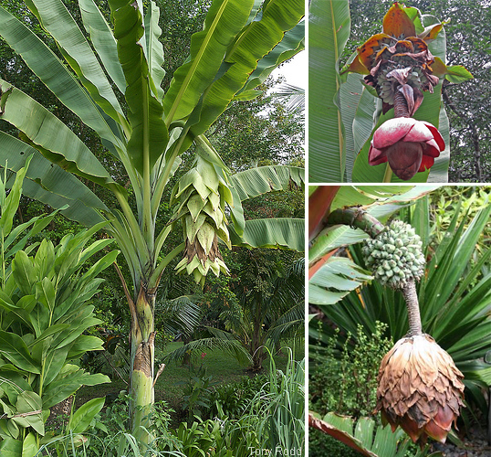 The Ensete genus includes a handful of species that are native to Africa and Asia. The taxonomy of the genus has not been fully resolved and remains a subject of debate. 