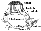 Rizoma Schema