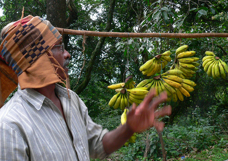 In 2006, the Tamil Nadu Hill Banana Grower's Federation was created.  It has since succeeded in getting Geographical Indication designations for Hill Bananas. (Photo credit: Anne Vézina)