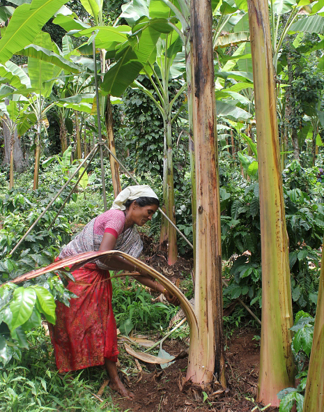 The dried leaf sheaths are regularly removed to help control weevils and aphids. (Photo credit: Shaker Nagarajan)