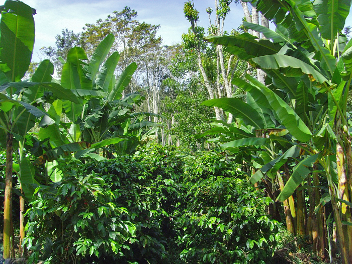 Hill Bananas are often intercropped with coffee to provide shade to the young coffee trees and regular revenues to farmers while the trees are growing. (Photo credit: Tamil Nadu Growers’ Federation)
