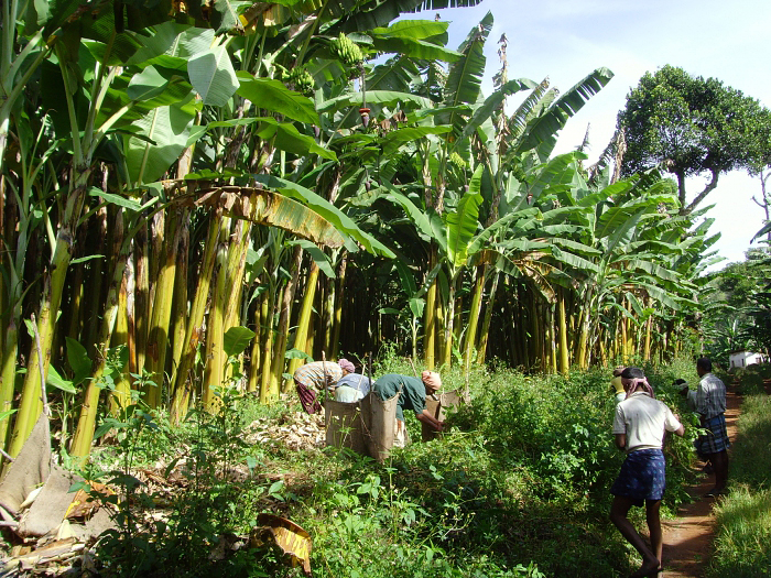 A mat of Hill Bananas has an average lifespan of six years, after which it is uprooted and replaced with a new plant. (Photo credit: R.Pavalarajan)