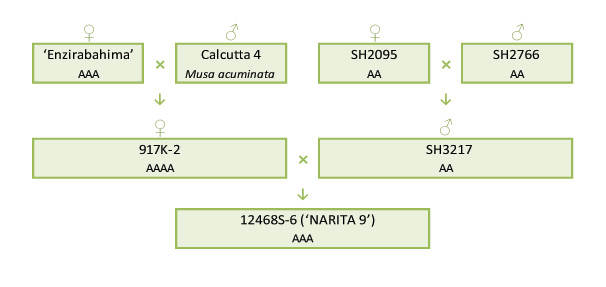Narita 9 breeding scheme