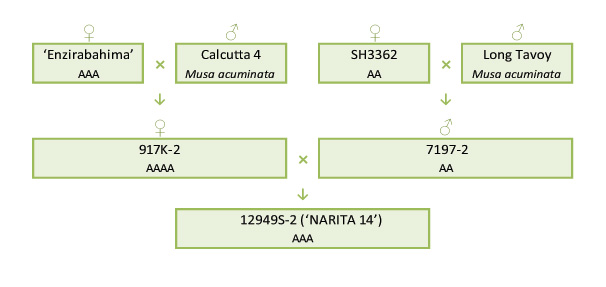 Narita 14 breeding scheme