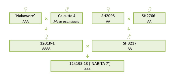 Narita 7 breeding scheme