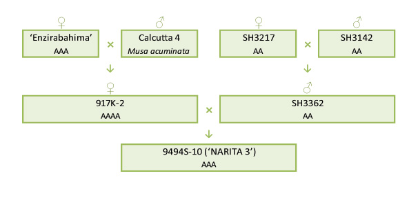 Narita 3 breeding scheme