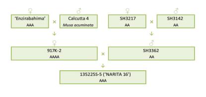 Narita 16 breeding scheme