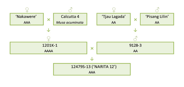 Narita 12 breeding scheme