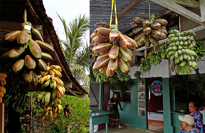 Prior to 1998, you couldn't buy Karat bananas in the markets of Kolonia, the capital of the Pohnpei State. Nowadays, the three types grown on the island can be found alongside the other bananas. (Photos by A. Vezina) 