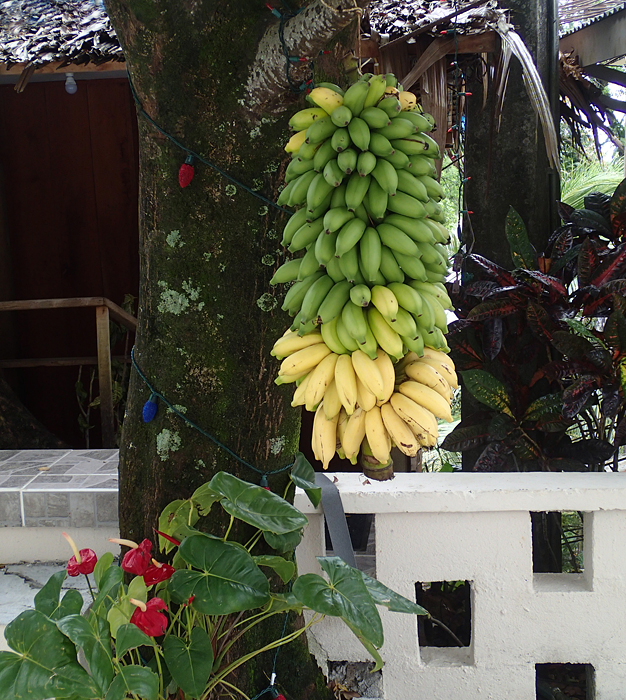 Utin Menihle, a Silk type, is a popular dessert banana. Bananas are often hung outside houses to welcome visitors. (Photo by A. Vezina)