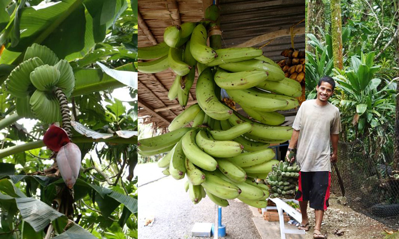 The bananas of Pohnpei : In pictures | Improving the understanding of ...