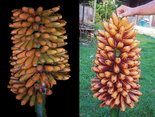 Two other Fe’i bananas, Utin Mwas (left) and Utin Iap, have higher levels of vitamin A precursors than Karat bananas, but are rarely seen in markets.(Photos by L. Englberger)