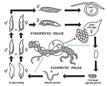 parasitic nematode life cycle