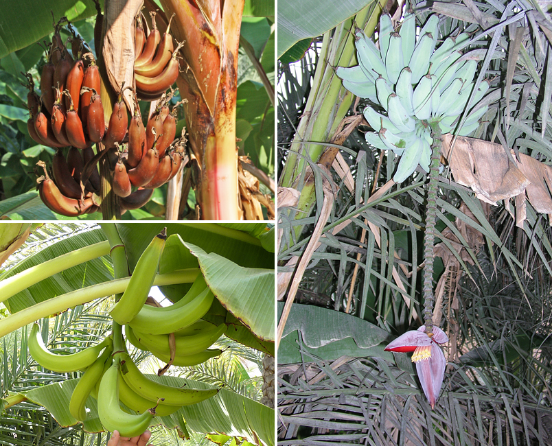 Some of the bananas were (clockwise from upper left) ‘Red’, ‘Silver Bluggoe’ and ‘Horn Plantain’. (Photos by S. Behrendt)