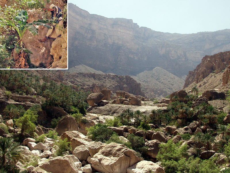 The scientists went as far as Umq Bi’r, a semi-abandoned settlement at the head of the valley. This is where a mysterious cultivar, named after the oasis, had previously been collected 20 m above the valley floor (insert). (Photos by A. Buerkert)