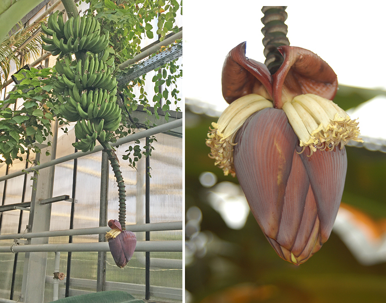 The 'Umq Bir' in the University of Kassel’s Greenhouse of Tropical Crops has an unusual male bud whose shape changes from plump to lanceolate as it matures. (From left, photos by A. zum Felde and A. Buerkert)