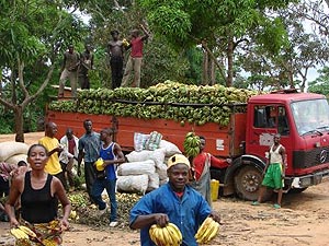 Gros Michel bananas being transported to market