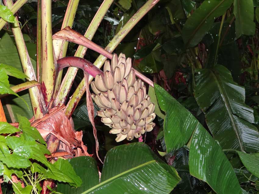 Musa argentii was named after Royal Botanic Garden Edinburgh botanist George Argent. The female flower has an unusually hairy ovary. The fruit, on the other hand, is not covered with hair.