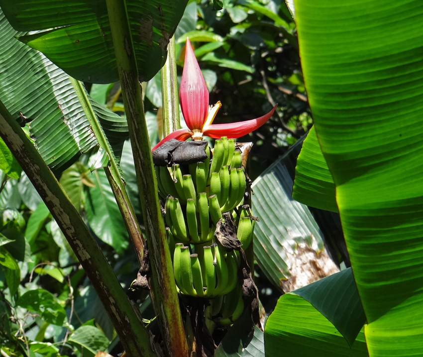 Musa markkui was named after Markku Hakkinen to honour his contributions to the taxonomy of wild bananas. The species has an erect inflorescence, a trait it shares with many ornamental bananas.