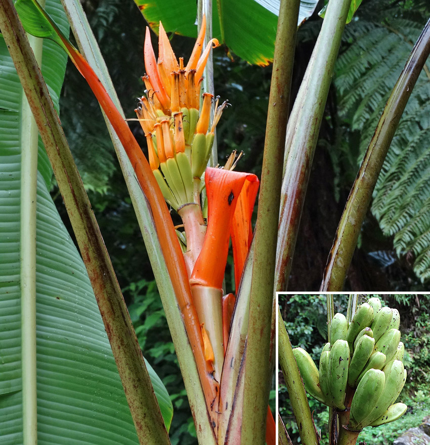 Unlike the type species, the male bud of Musa aurantiaca var. jengingensis disappears before the fruits reach maturity. It was named after Jenging, the locality where it was found.