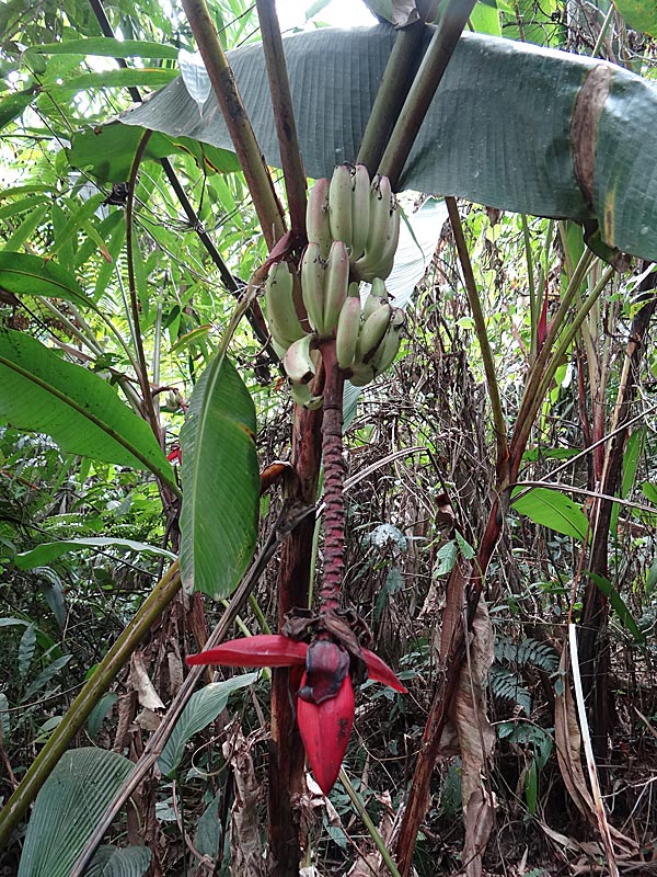 Musa mannii was first described from a specimen collected in the northeastern state of Assam. This variety, namdangensis, is named after Namdang, the only locality where it has been seen.