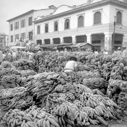 Gros Michel bananas on the Guayaquil waterfront in the 1950s. (Photo by Lois Roberts)