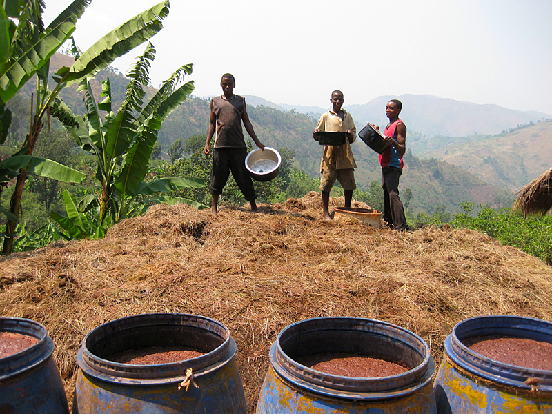 The filtered juice is diluted with water and roasted red sorghum is added. Fermentation usually takes place in the brewing vessel, which is covered with banana leaves. In Burundi, fermentation tends to be done in plastic barrels. (Photo by Pascale Lepoint)